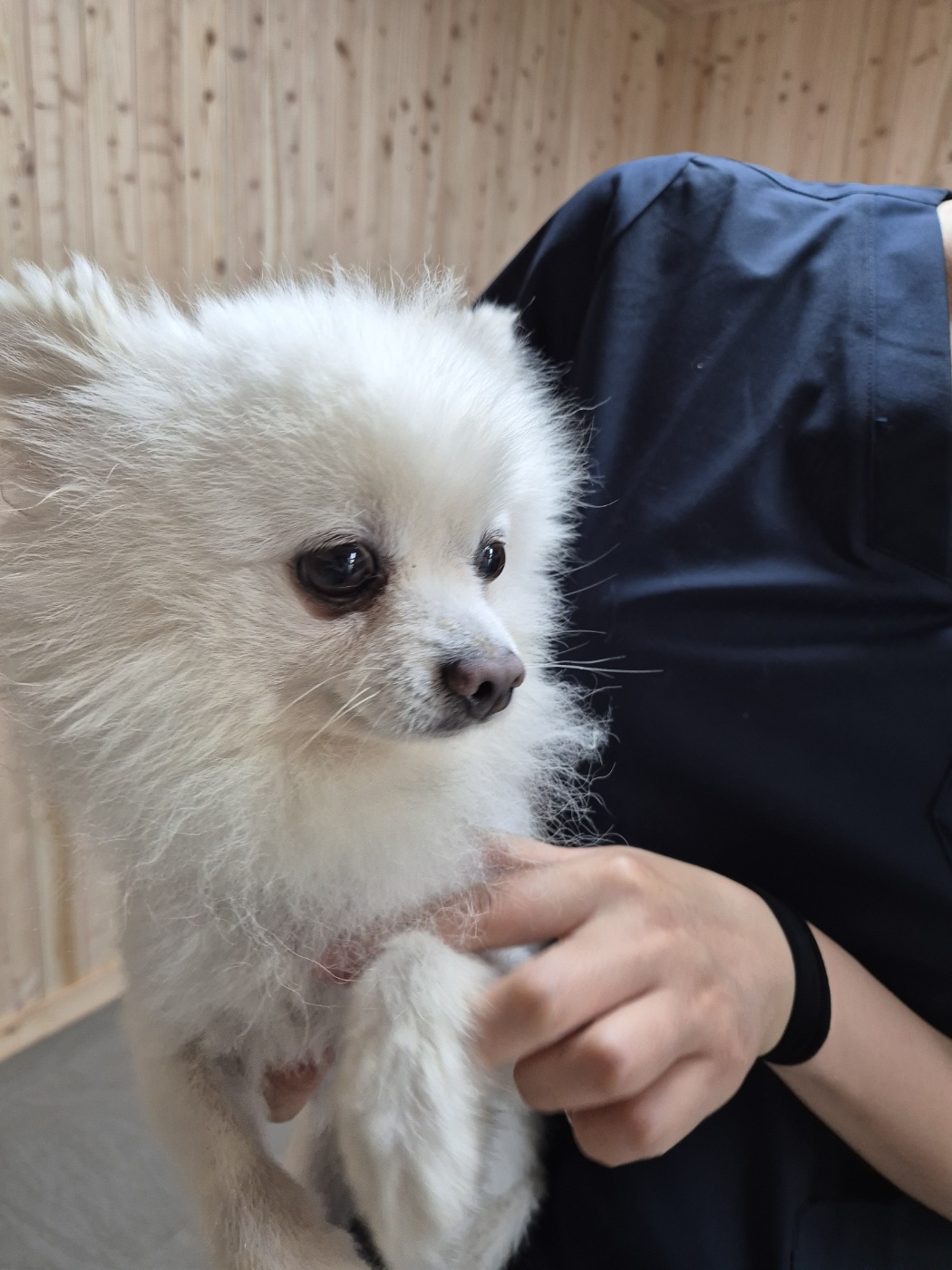 포메라니안 이미지 파일 입니다.